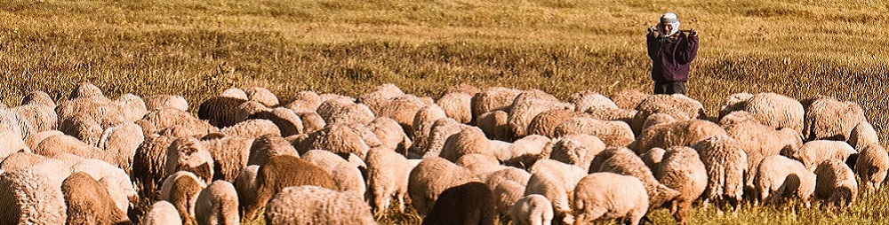 Shepherd banner Shepherd banner
